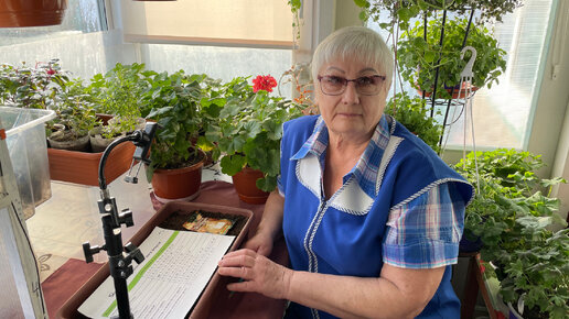 польза зеленого лука. зелень лука. лук культурное растение. пословицы и поговорки про лук. лук шалот семена.