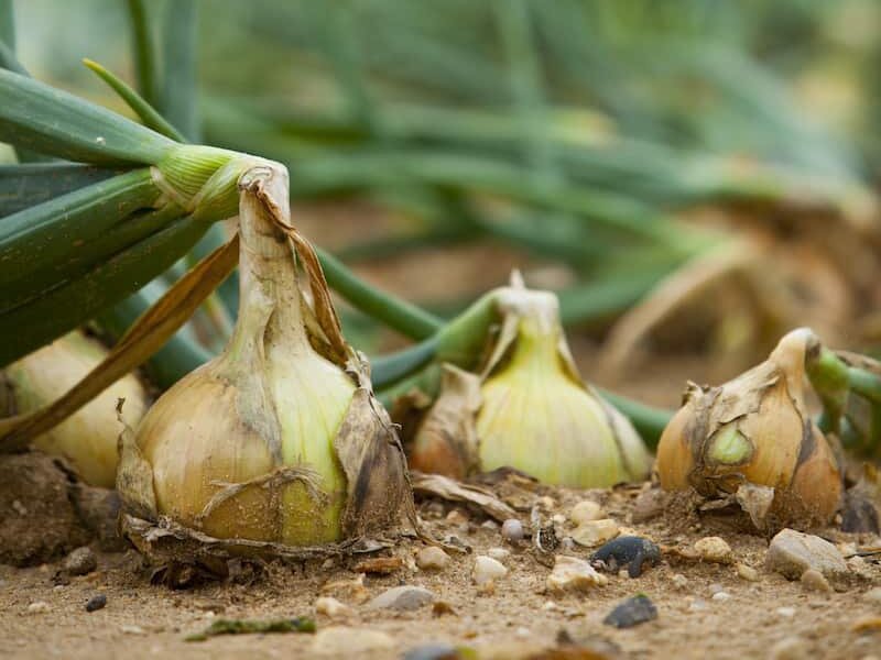 Фото: rixfarms.co.uk