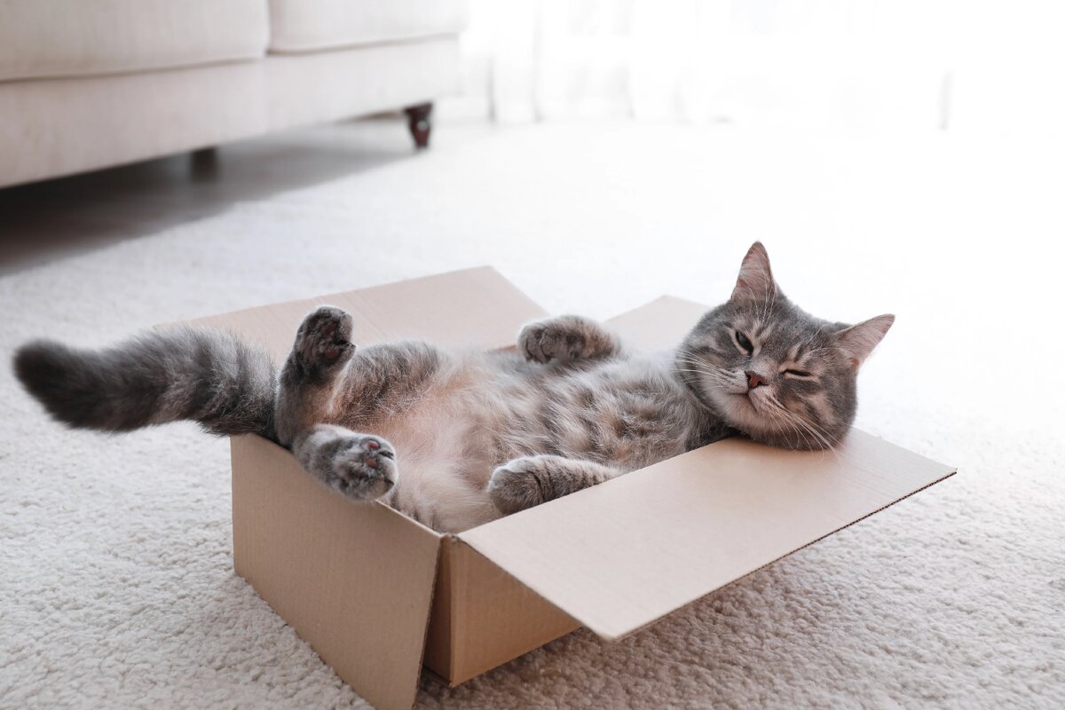 Многие хозяева кошек явно замечали тот факт, что только стоит оставить картонную коробку, то питомец сразу же идет к ней.
