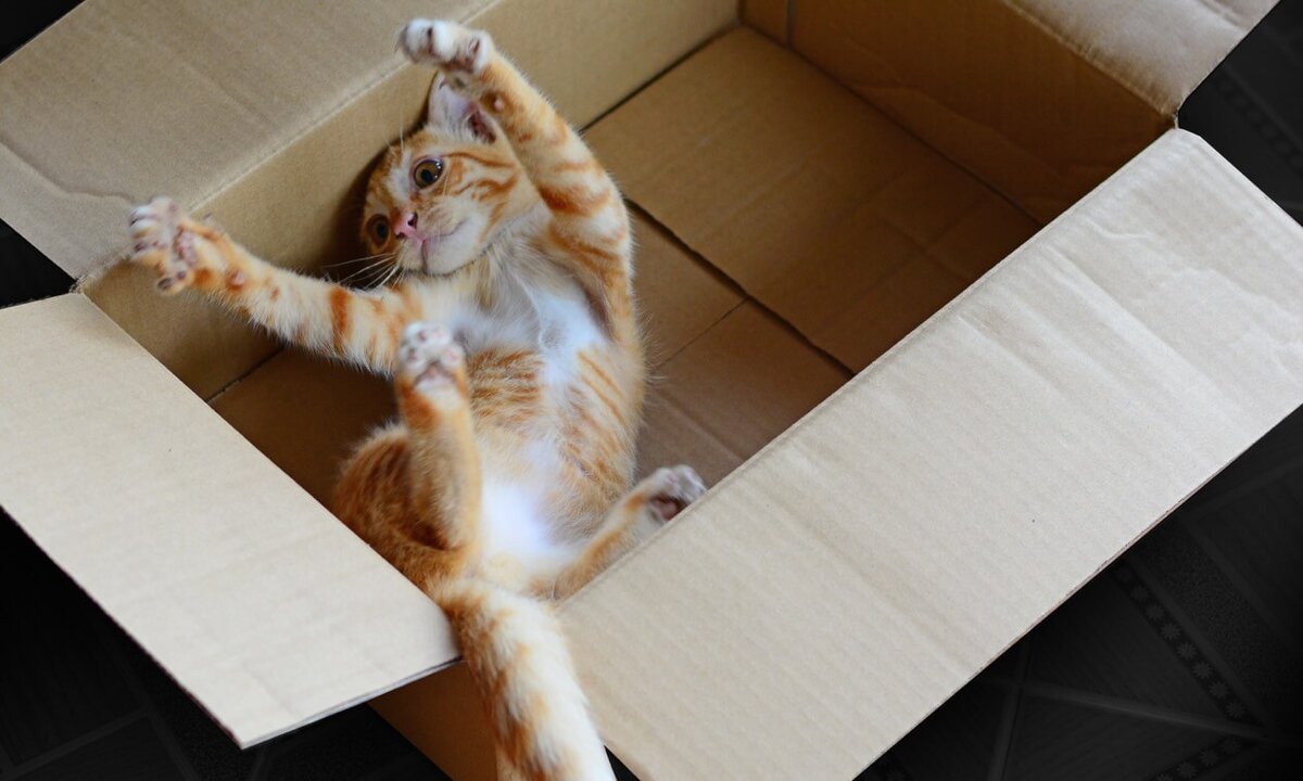 Многие хозяева кошек явно замечали тот факт, что только стоит оставить картонную коробку, то питомец сразу же идет к ней.-2
