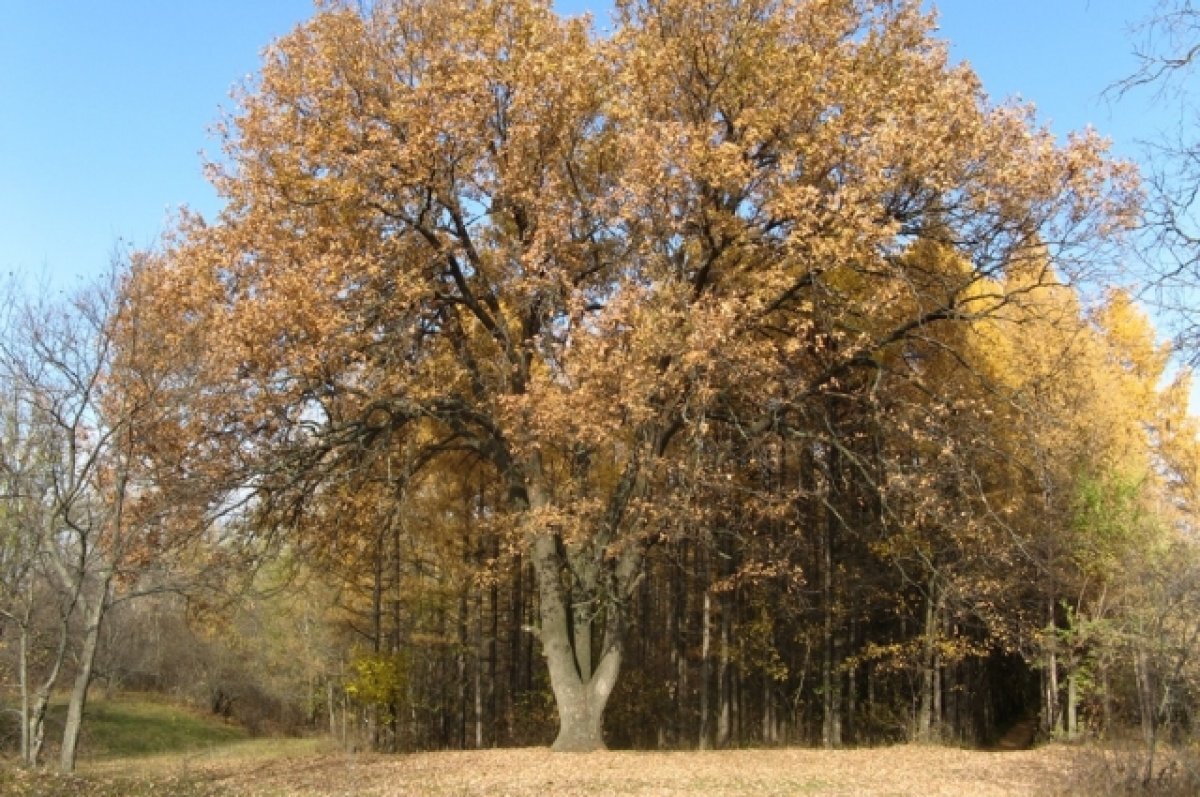    Двухсотлетний дуб в лесу Тинь-Зинь в Энгельсе признан памятником природы