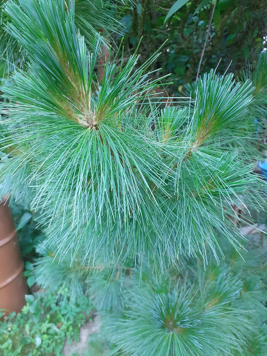 В моем саду