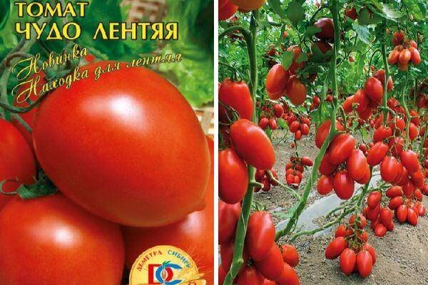 Сорт томата лентяйка фото и описание