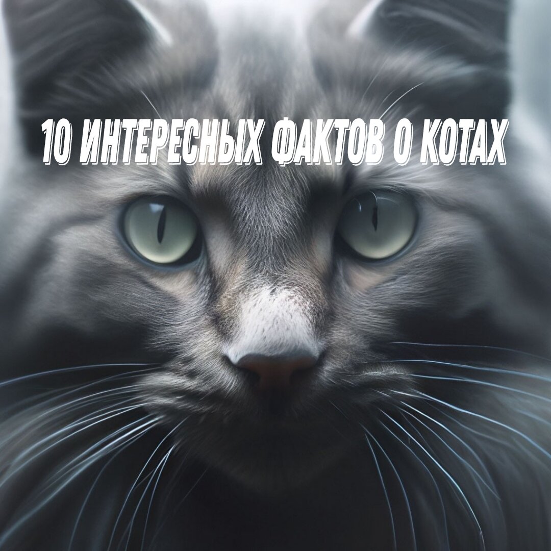 кот и часы. кот с часами. коте 1 час. мем с котом и часами пора. коте 1 час.