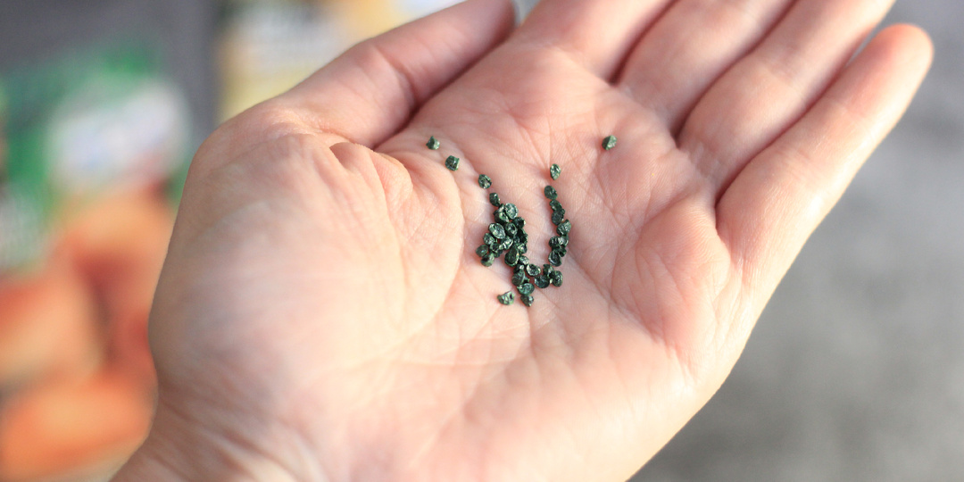 Пошла сеять репчатый лук-чернушку на рассаду: знаю метод, который прорастит лук в 2 раза бытрее