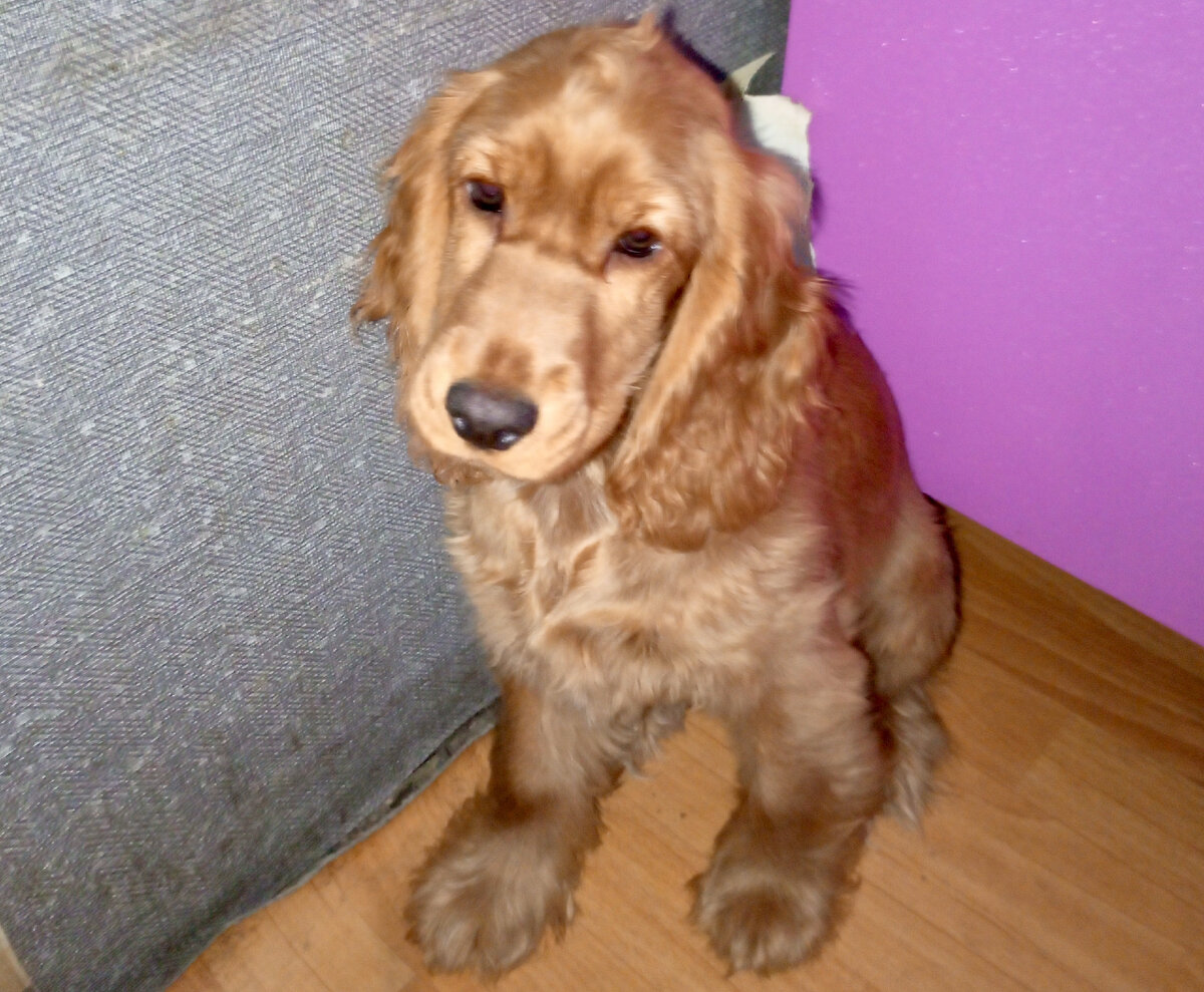 Фото из архива наших питомцев. Марфа.