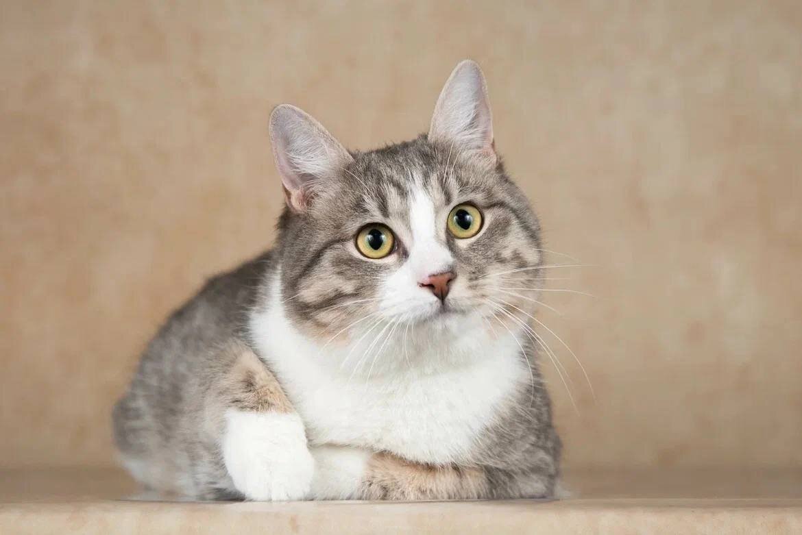 Сусик: его семью выгоняли на декабрьский мороз. От холода спасли. Ищет ...