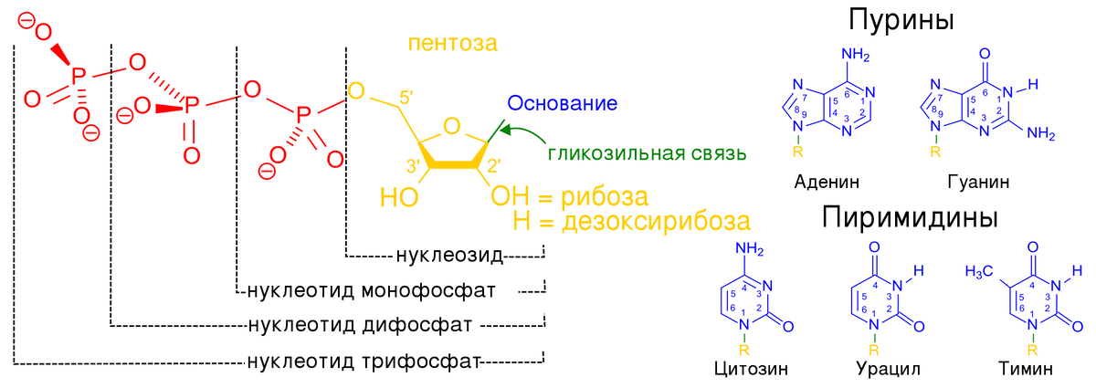 1. Таблица генетического кода. Таблица генетического кода и-рнк. Таблица аминокислот ирнк. Нуклеотиды аминокислоты длина.