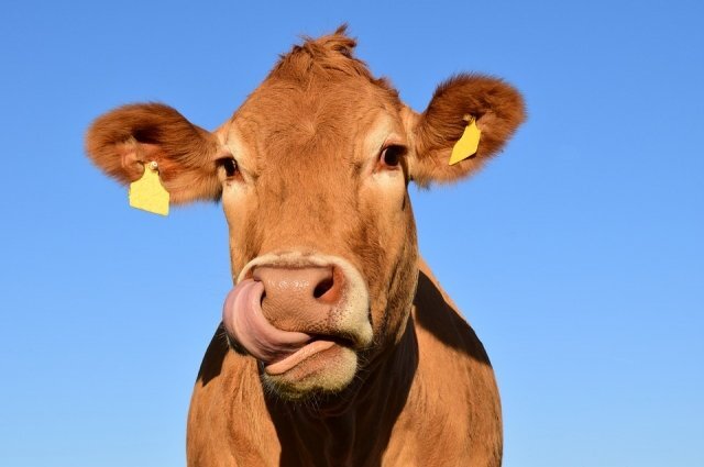    Что там за история в Урюпинском районе со стадом погибающих коров?