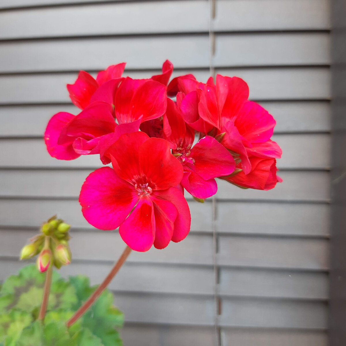 Пеларгония