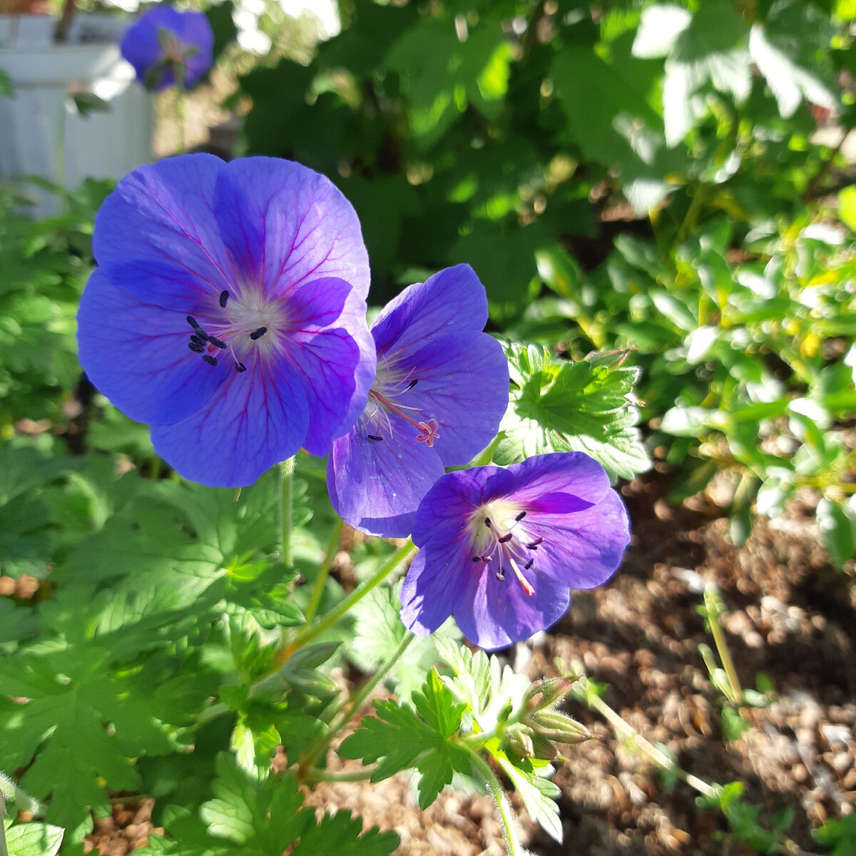 Покупала розовую, получилась...