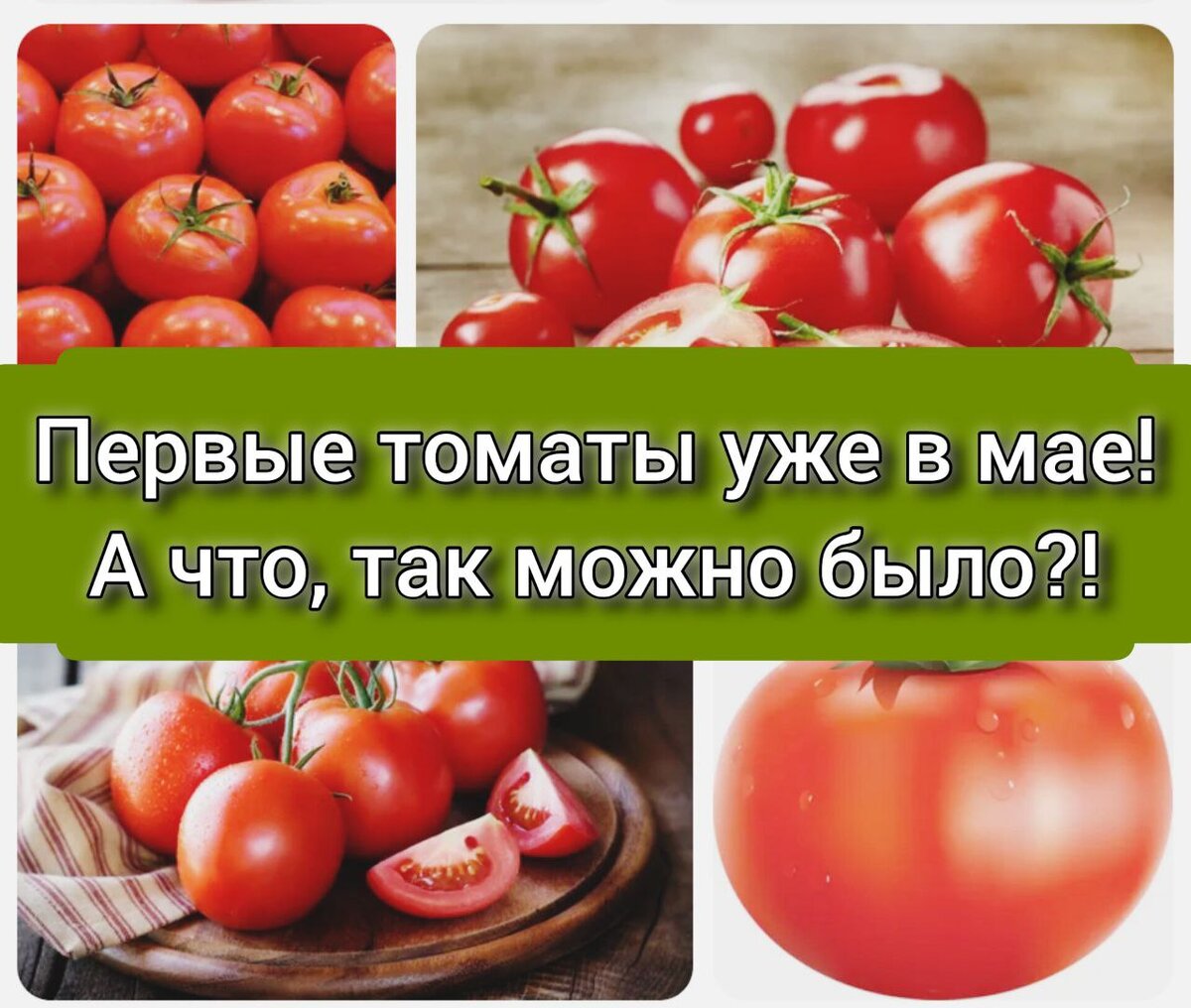Ранняя посадка томатов в мешках! ТОП 5 скороспелых низкорослых томатов ...