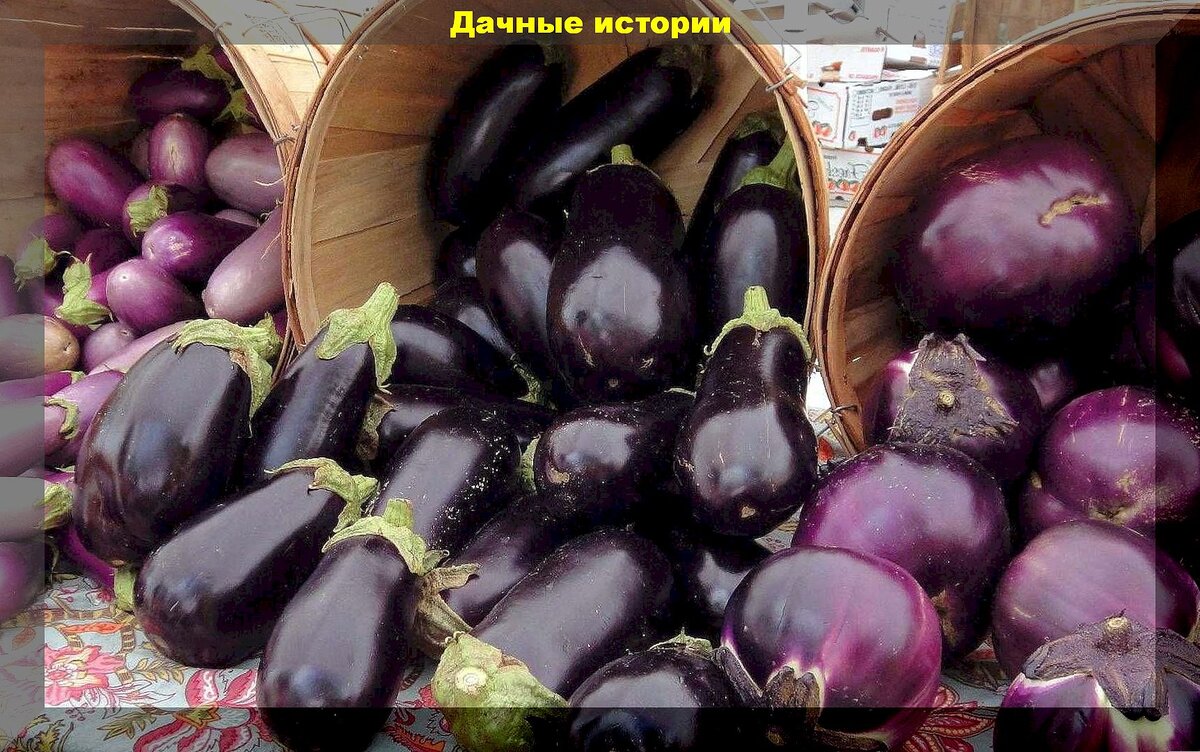 https://vk.com/photo-159774511_457264046. Баклажаны