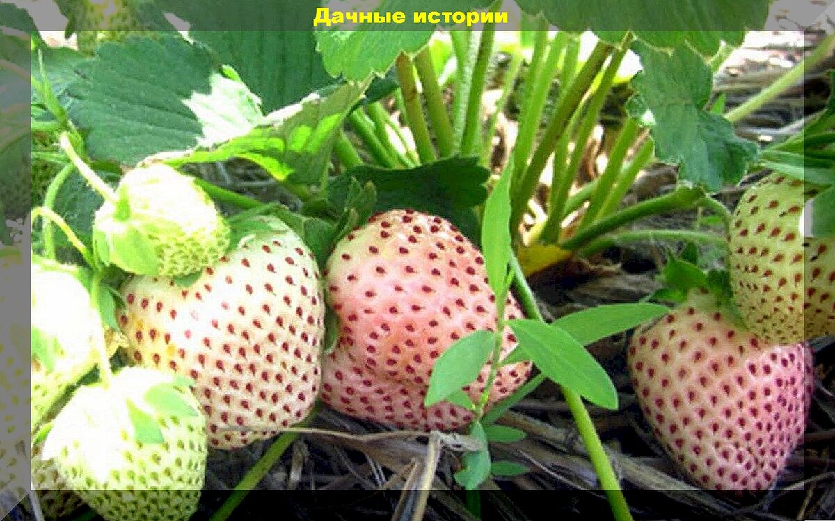 https://vk.com/photo-159774511_457264047. Клубника сорт "Белый Швед"