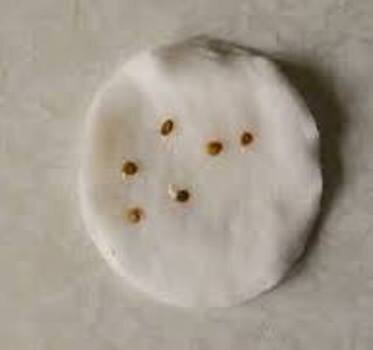 фото из сети