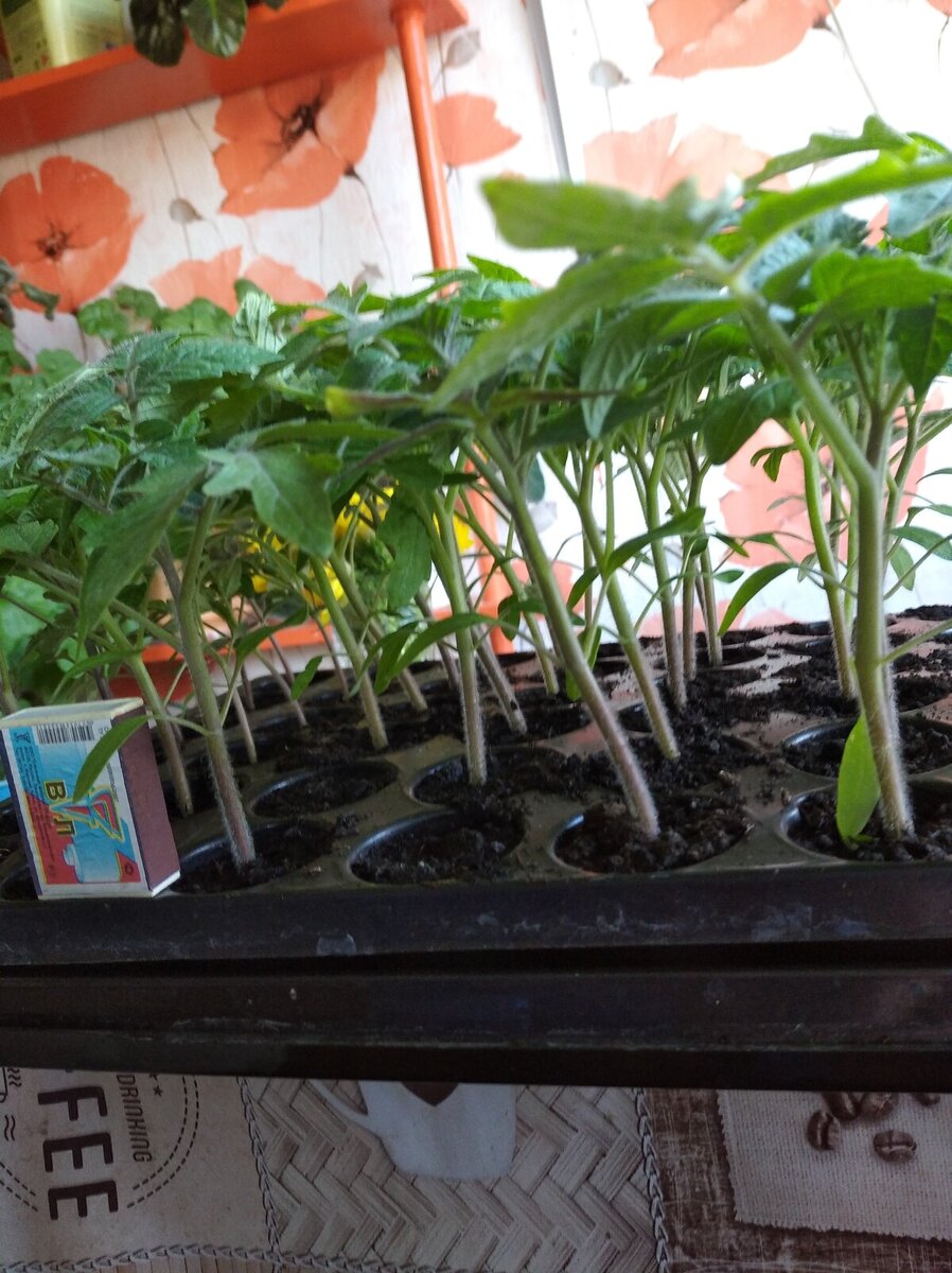 Рассада томатов весны 2023г.
