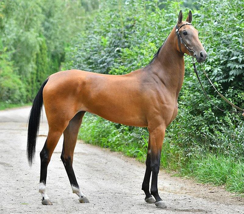 Светло - гнедая