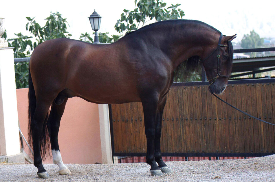 Тёмно - гнедая