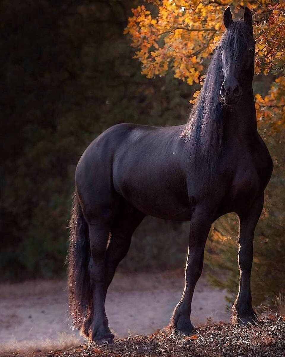 Черный про лошадей. Серебристо Вороная лошадь. Пегая Фризская лошадь. Фризская лошадь чубарой масти. Фризская Аппалуза.
