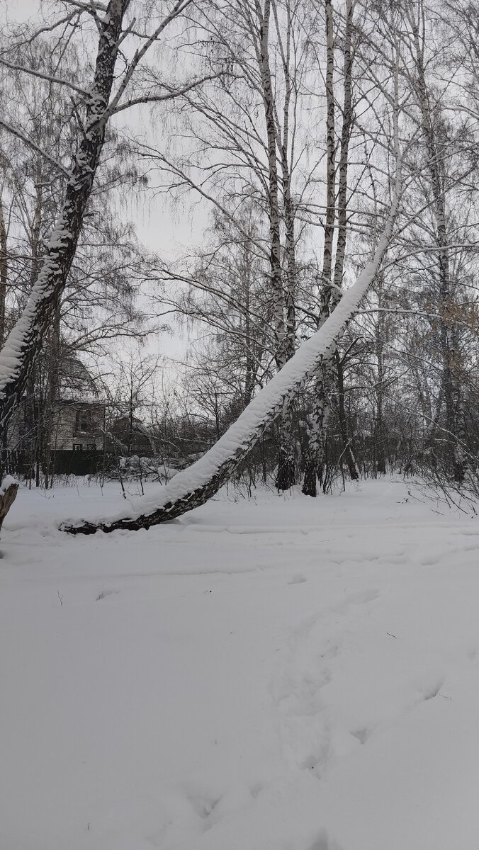Оригинальное дерево