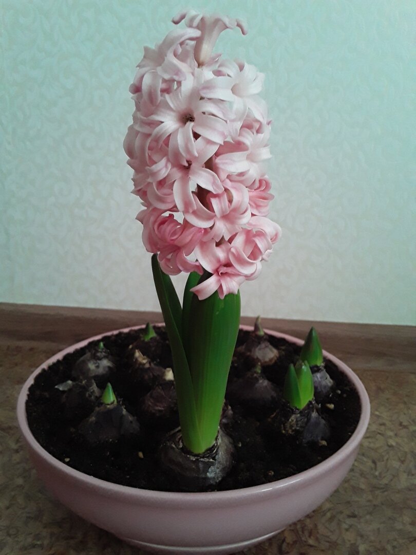 Из четырнадцати (!) луковиц гиацинта нормально цвел только один, с остальными что-то пошло не так