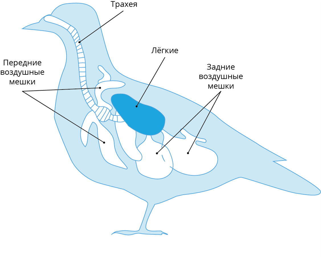 Газообмен птиц. Дыхательная система птиц птиц. Дыхательная система птиц воздушные мешки. Схема дыхательной системы птицы. Система дыхания у птиц.