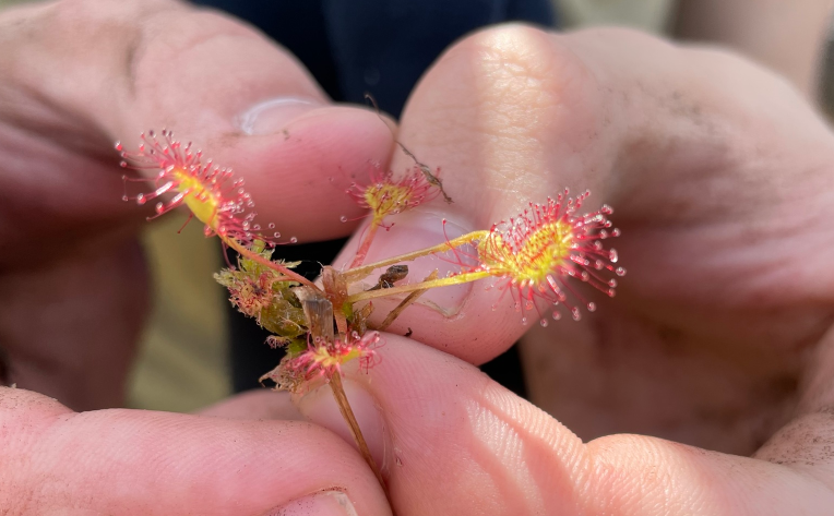 росянка ладанникоцветная. росянка болотная. росянка андромеда. росянка растение хищник. росянка растение.