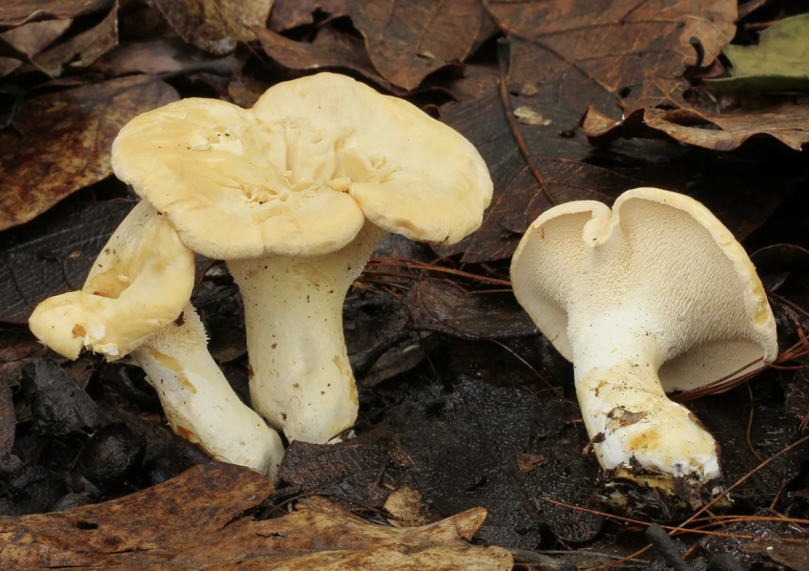 Я помню эти рассказы, с интонацией открытия великой тайны - лисички не все одинаково полезны. Есть ложные!