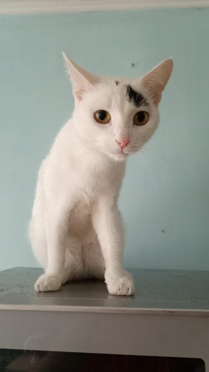 педиатр на дом. неббиоло клиника. детский врач на дом междуреченск. междуреченск детская поликлиника шахтеров расписание врачей. расписание приема врачей.