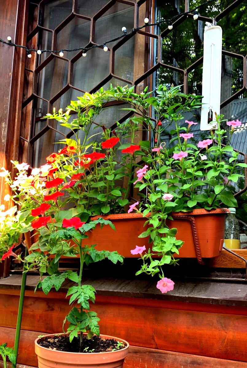 Фото автора.