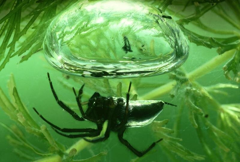 Лучшие строители? Животные! Необыкновенные дома в мире природы