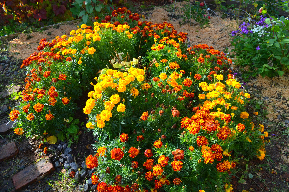 Круглая клумба