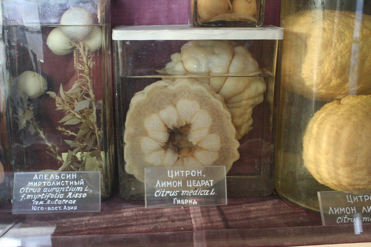 Это не съели  Блокаду