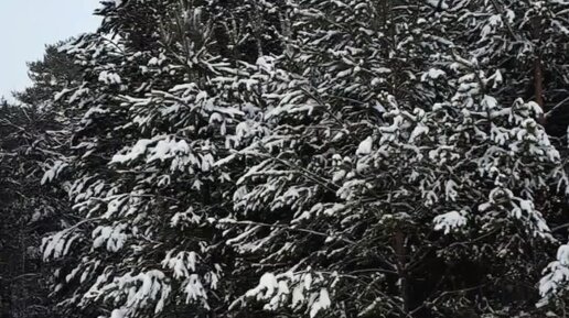 спишите подчеркните члены предложения выраженные. по зимнему молчит лес. по зимнему молчит лес хлопья снега. гдз по русскому номер 244. по зимнему молчит лес хлопья снега.