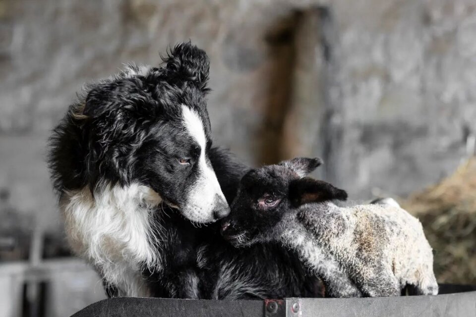  Фотографии выглядят довольно профессионально