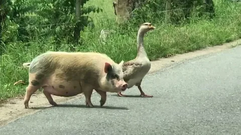 Оказывается вполне товарищи)) Инет