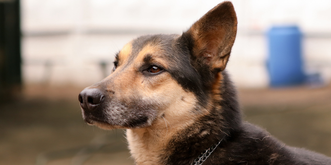 2190 дней одиночества: Записки из дневника приютского пса