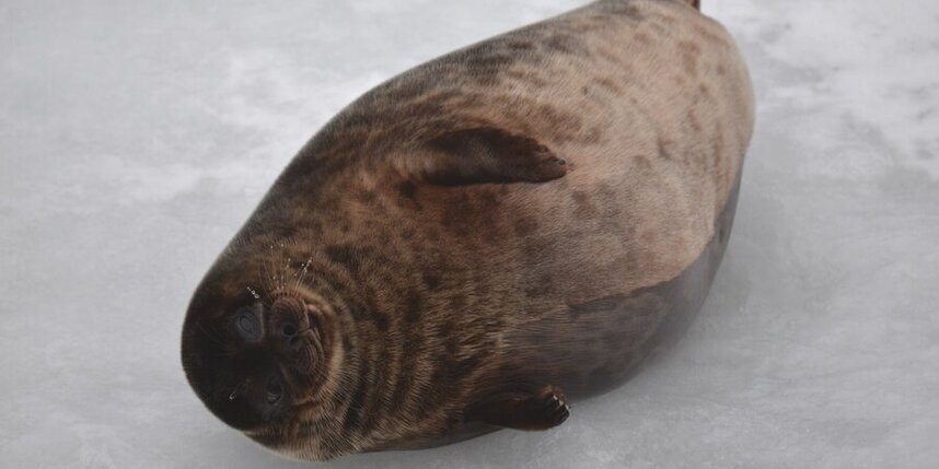    Фото: www.balticseal.org.