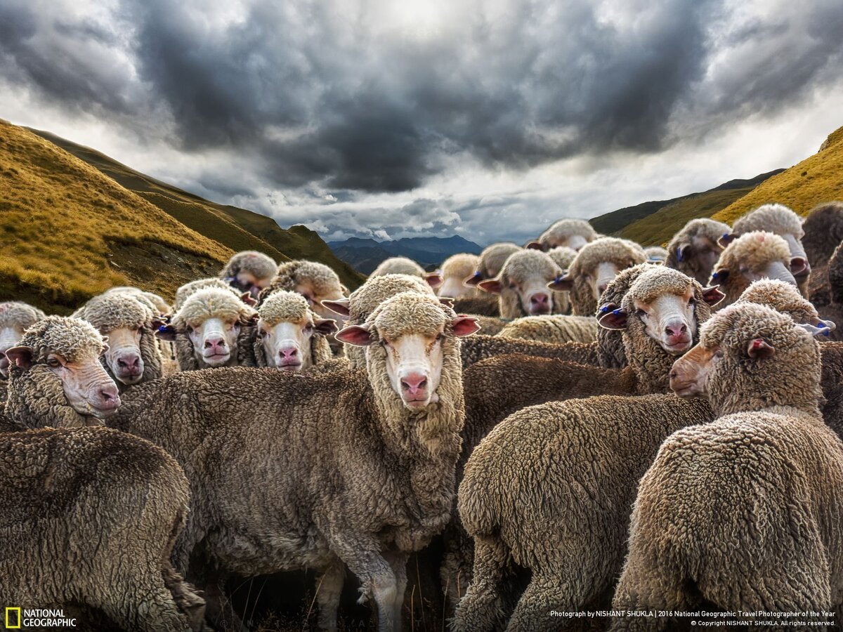 старинная семья. старинные семейные снимки. двадцатый век в истории моей семьи. софия орлова дворянская семья 1890. семья 20 век.