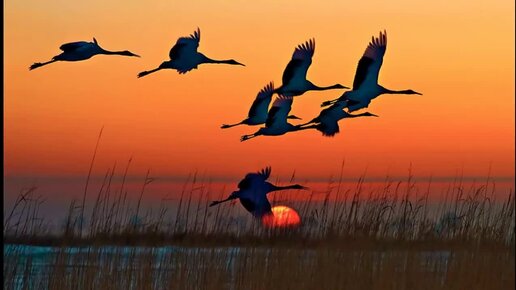 дорога в облака браво ноты. текст песни на часах ноль ноль. песня далеко лечу. слова песни далеко далеко журавли. далеко далеко журавли улетели ноты.