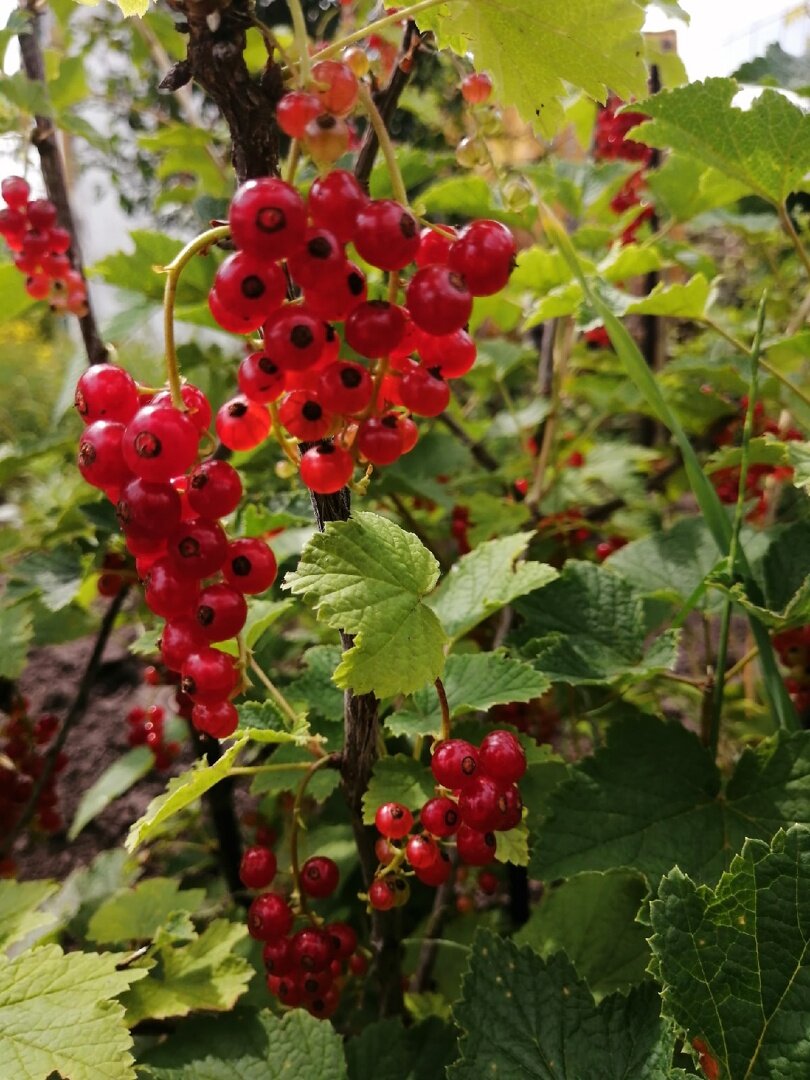 Красная смородина, которую хорошо замораживать цельными кисточками для украшения мясных блюд на новогоднем столе