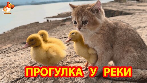 Котенок с Утятами на прогулке 🤗 Бычок переплыл речку 🐂 Малыши на природе чувствуют себя великолепно 😂