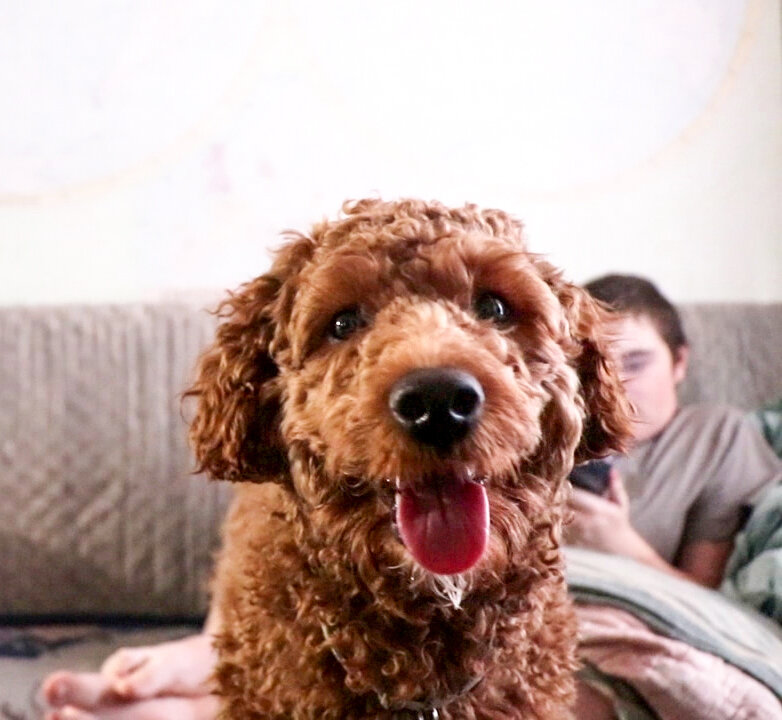 Румпель: - Едаааа.