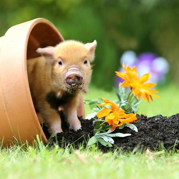 Картинка из инета