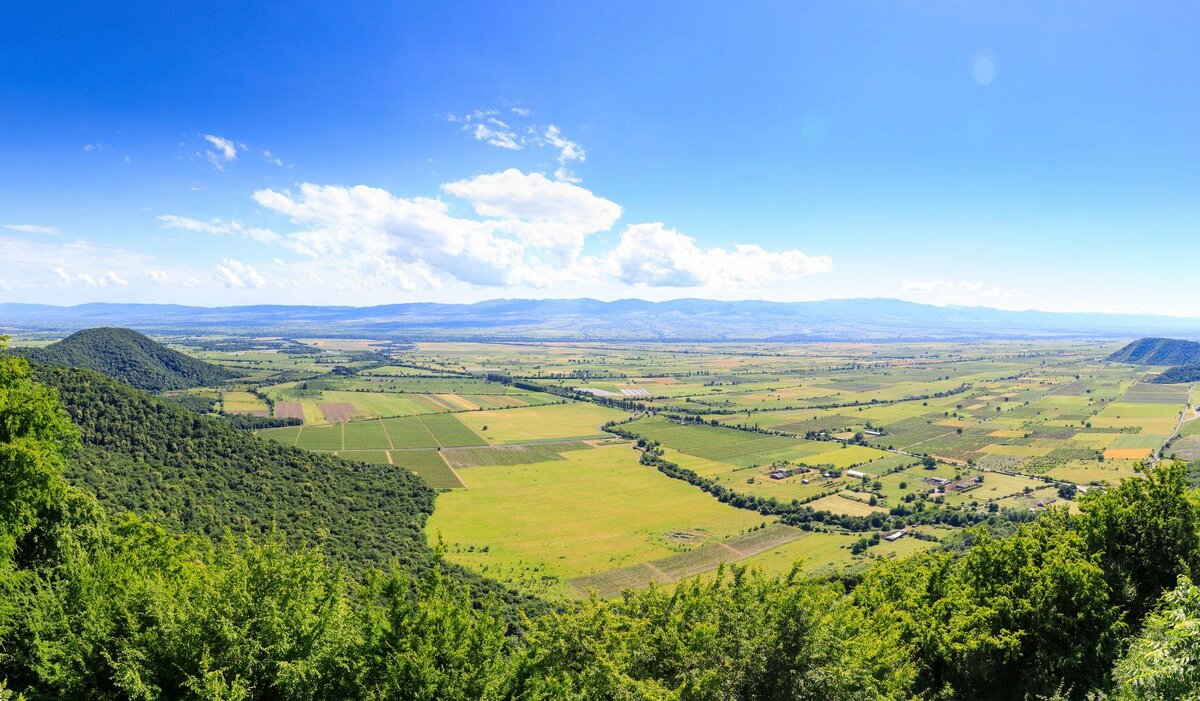 зеленая зона. плющ обыкновенный фитостена. город растительность. озеленение территории. ботанический сад мгу аптекарский огород.