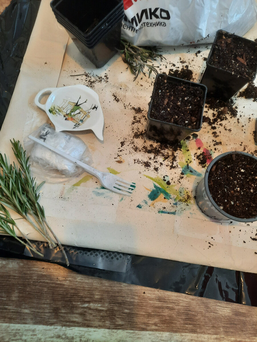 В процессе: увлажненный грунт на основе вермикулита, на дне горшков - хороший дренаж