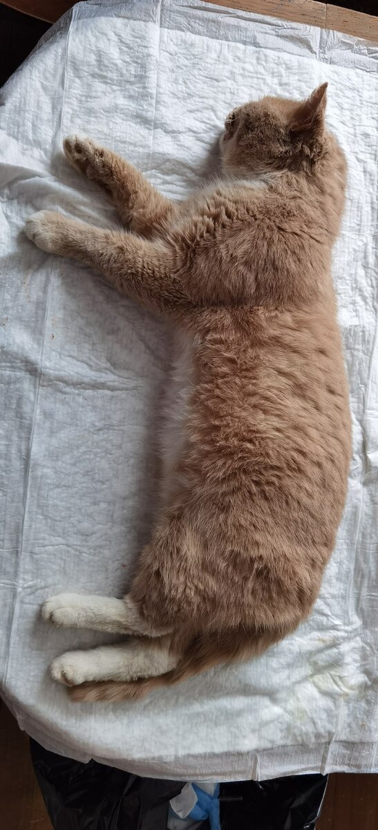 Персик