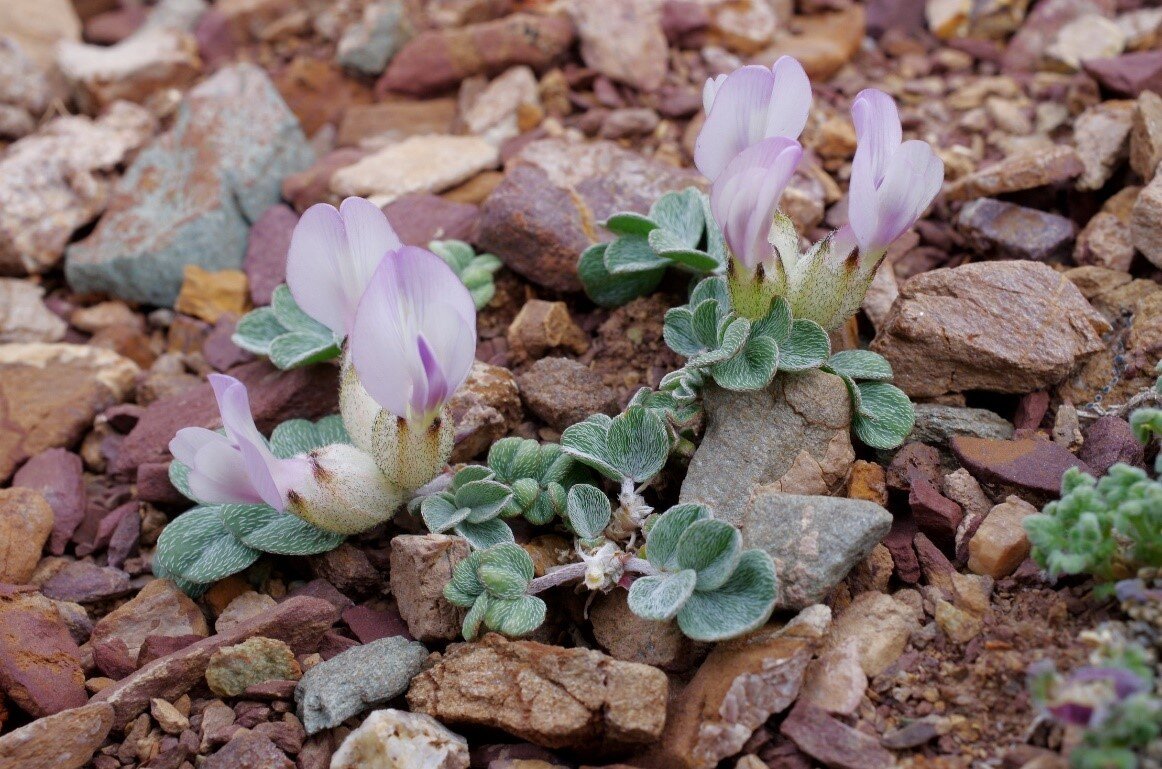       Astragalus admirabilus Фото: пресс-служба Сайлюгемского нацпарка