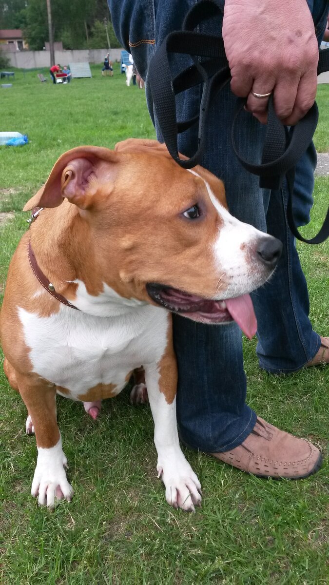 амстафф ( 8 месяцев )Ямир Райвал на выставке 