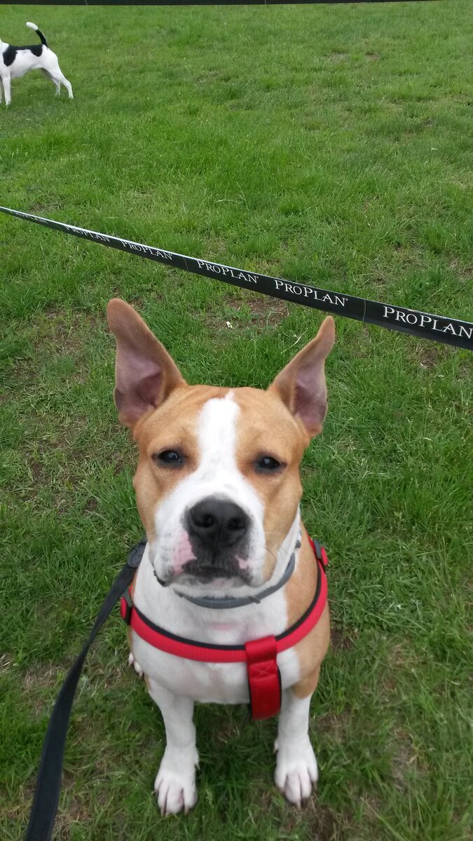 амстафф (8 месяцев ) Яся - зритель на выставке